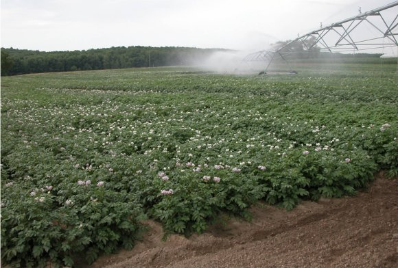 Potato Field